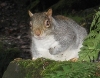 Grey Squirrel