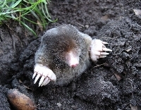 European Mole