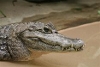 Caiman crocodile
