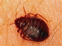 Adult Bedbug