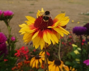 Bumble Crop