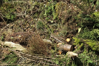 Garden Waste Trees