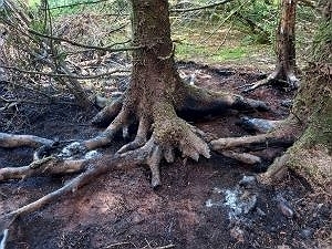 Blaeberry roots