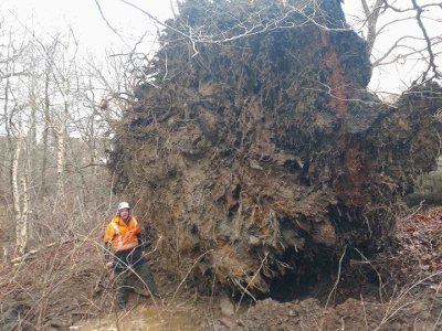 Polbeth beech tree Huge root of a beech tree that came down in Polbeth in Storm Eowyn