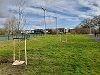 Urban Forestry Photo 3