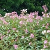 Himalayan Balsam